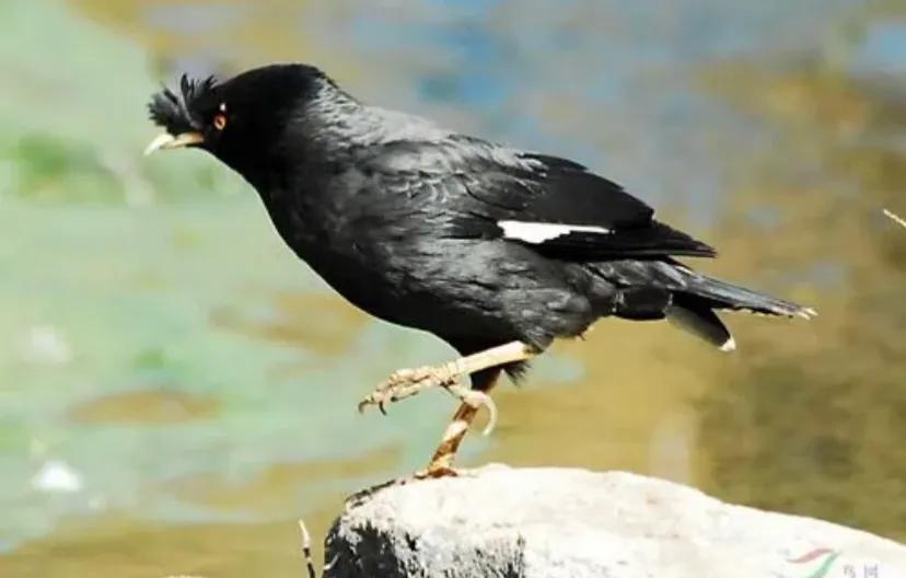 想让八哥学说话其实很简单,让八哥说话要做什么