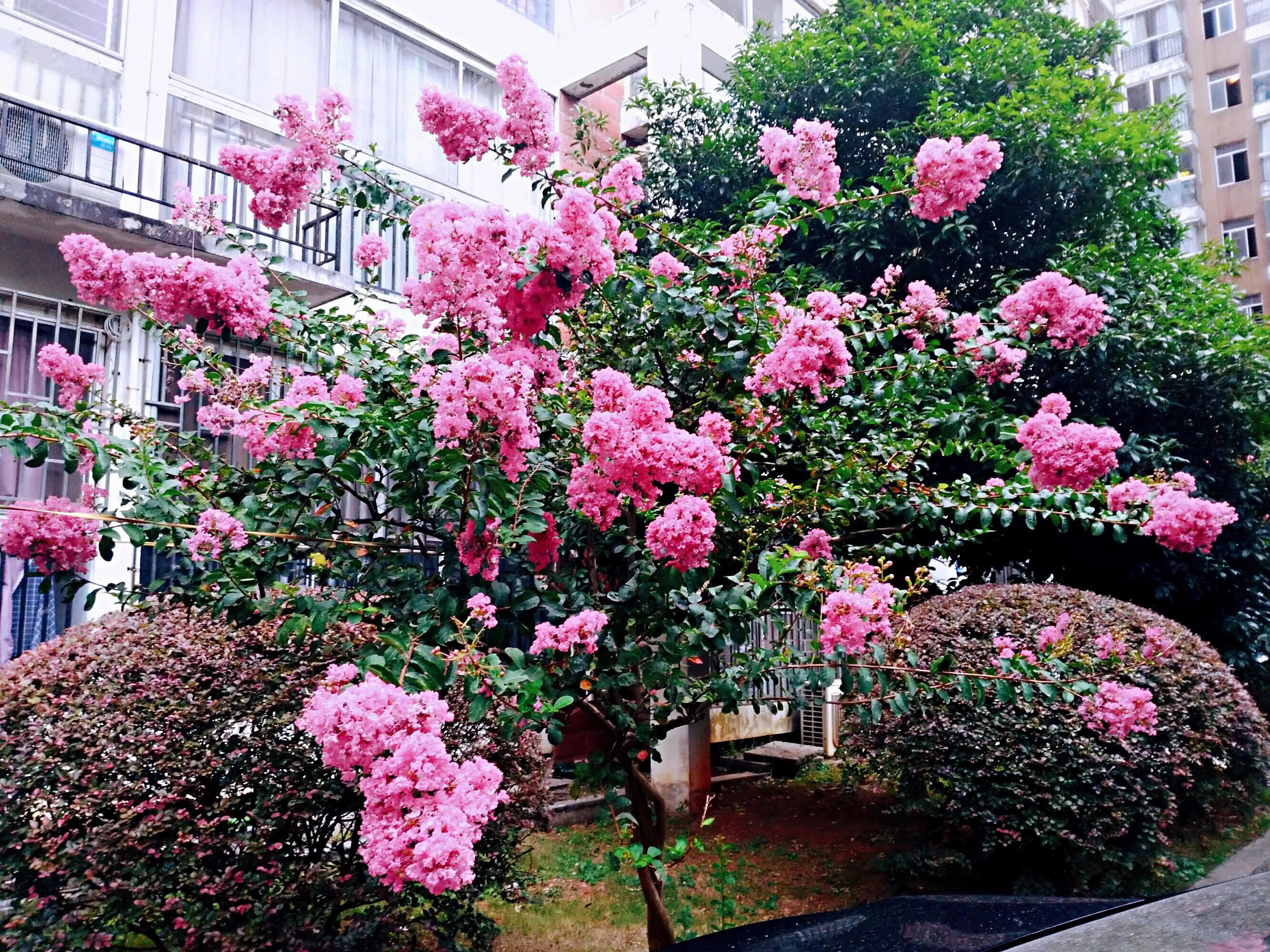 大花紫薇枝叶,紫薇大花的照片