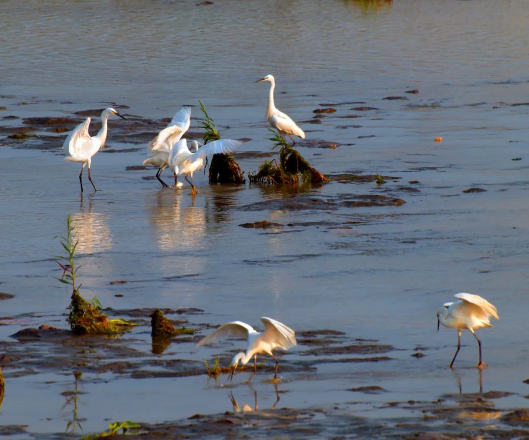到咸宁看国宝过大年,离家45年的国宝回湖北咸宁过年