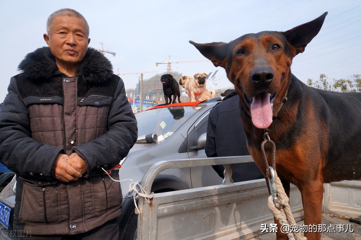 去一次宠物医院处理伤口多少钱,去宠物医院一次要多少钱