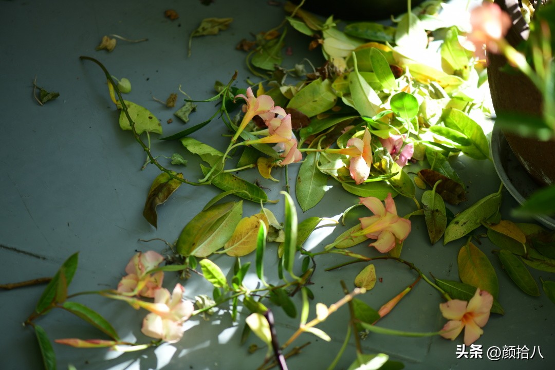 天冷怎么注意植物冻死,植物怕冷怎么过冬