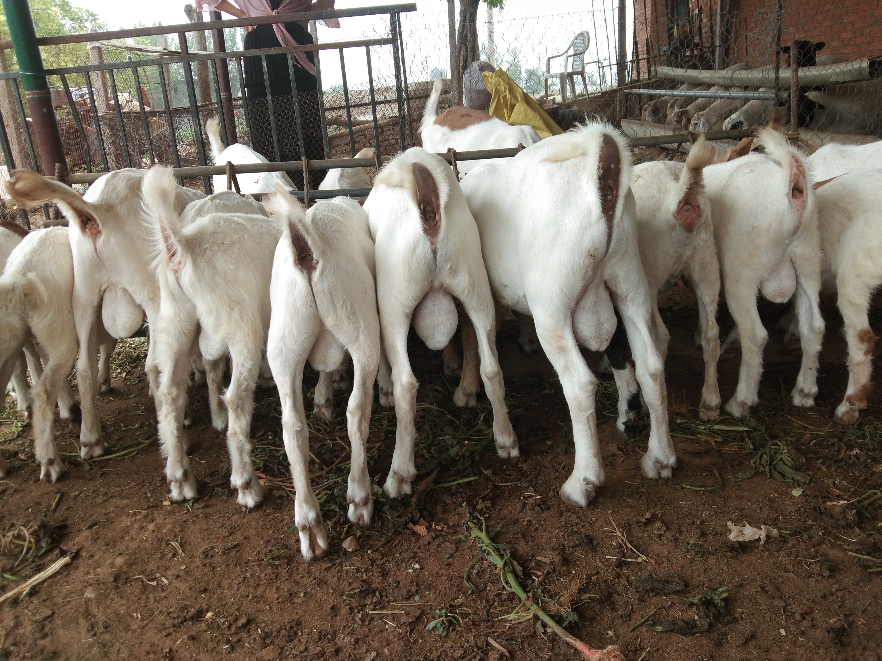 养羊分享,分享养羊日常