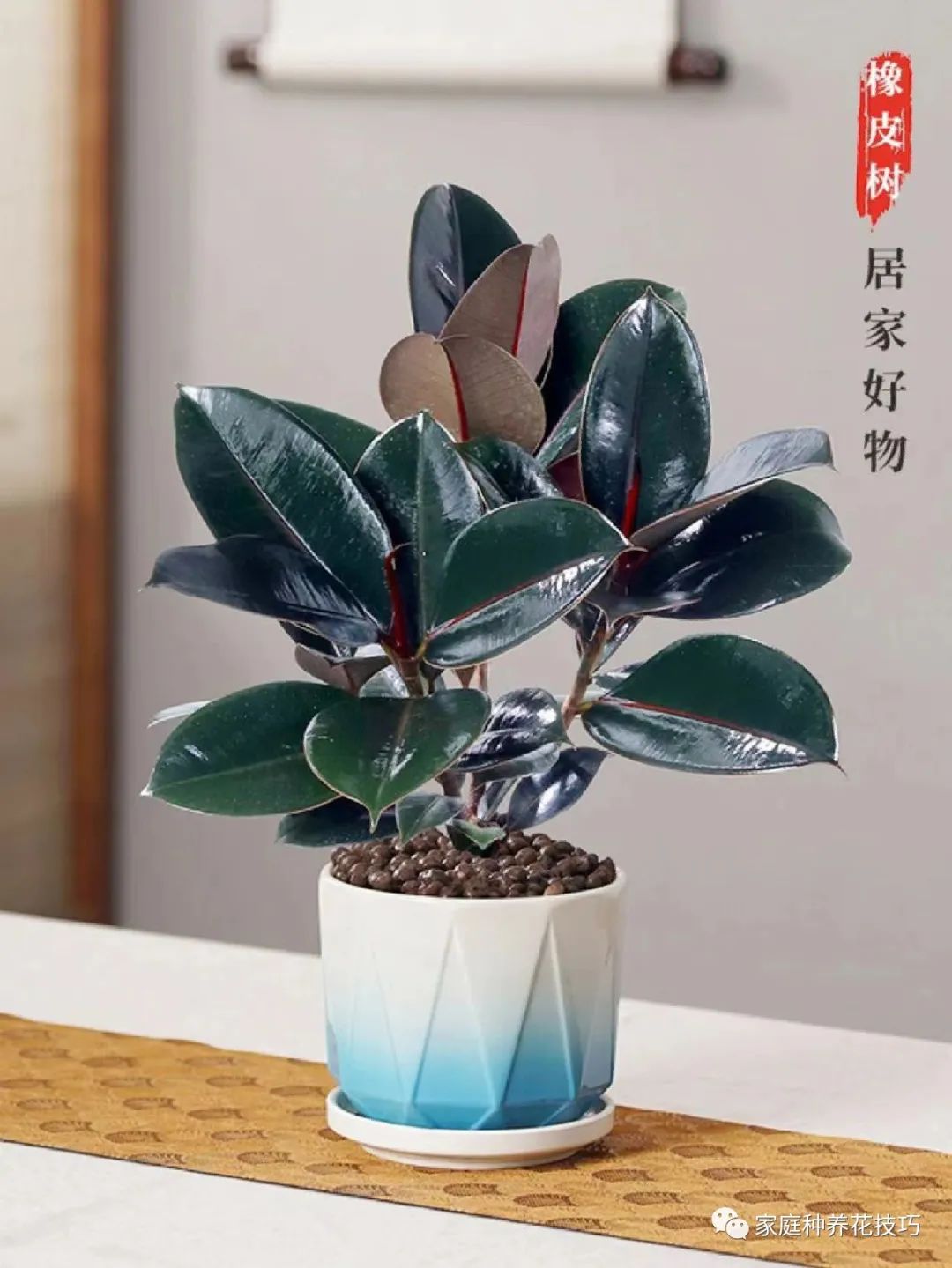 招财进宝植物的风水,寓意招财进宝的植物