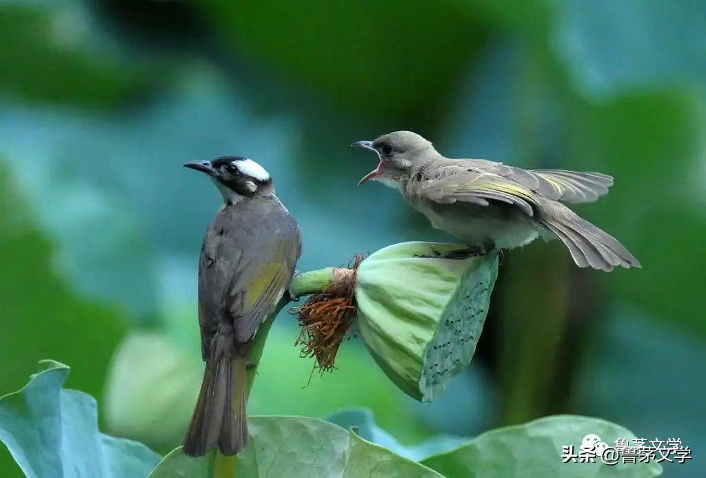 散文作家苏沧桑,冬酿散文