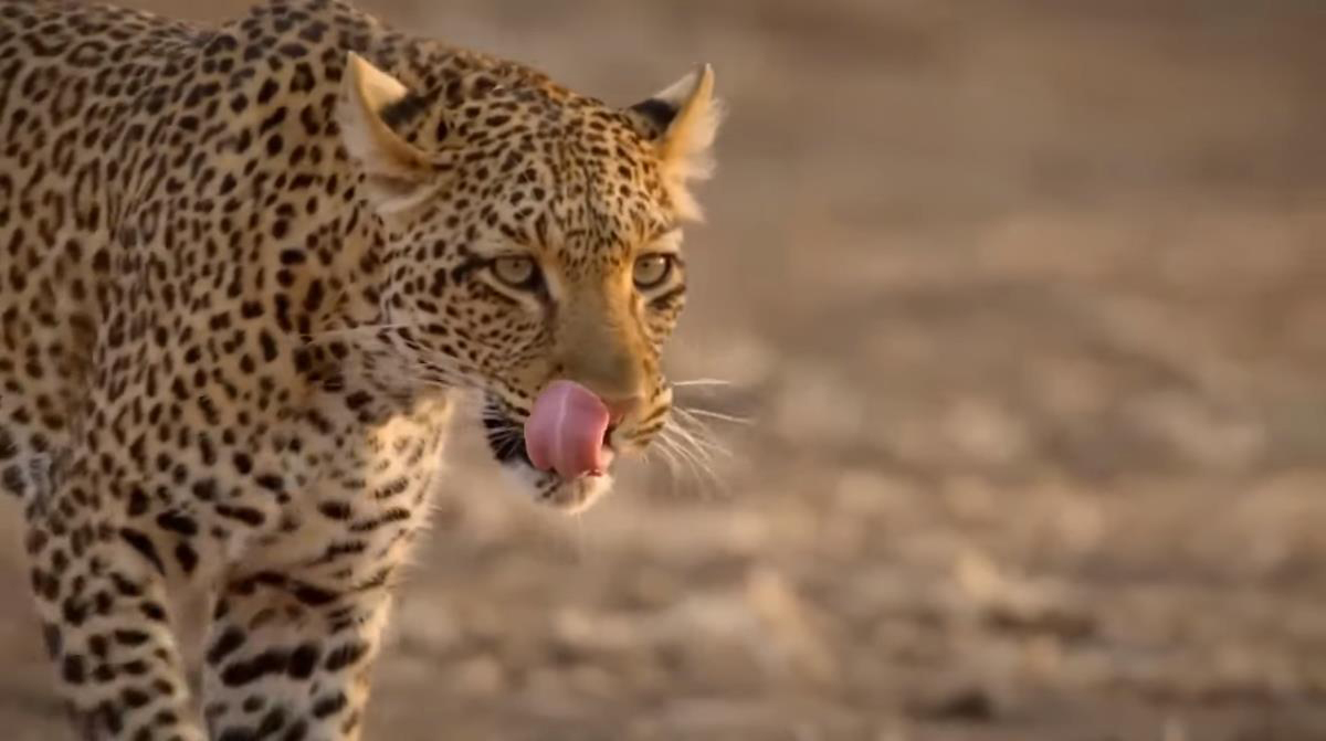 湖北发现豹子,湖北恩施发现野生豹