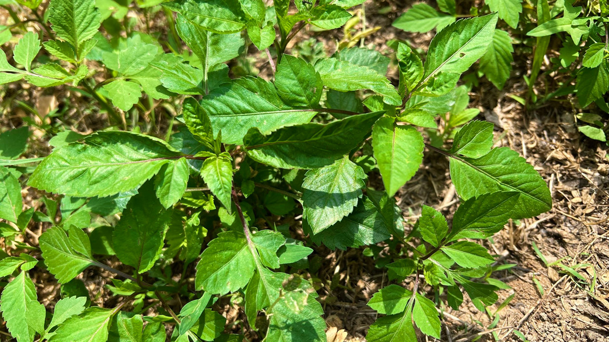 鬼针草全身是宝,鬼针草为什么到处都是