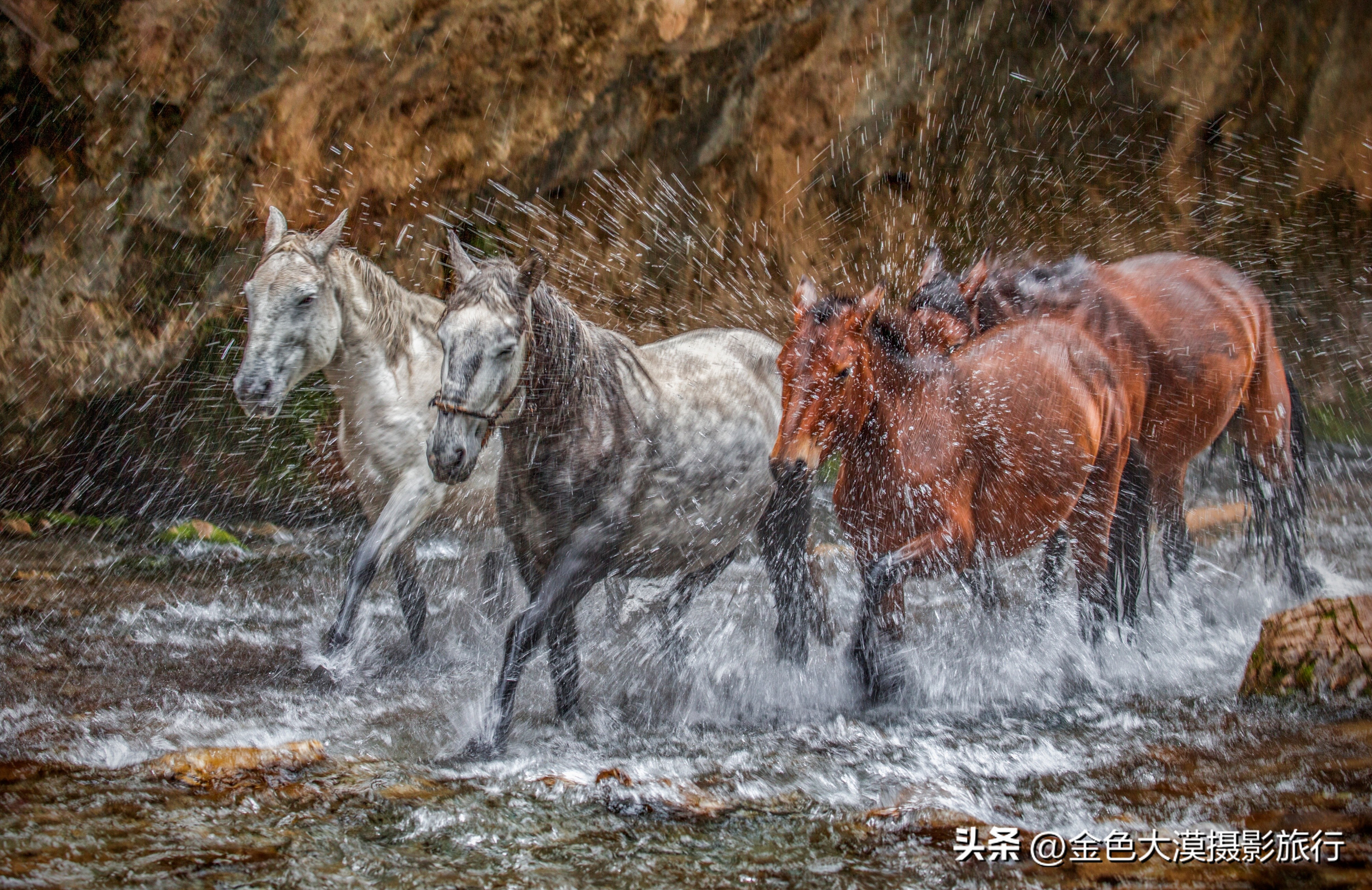 甘南之行第十一站河曲马场,甘南河曲马场视频