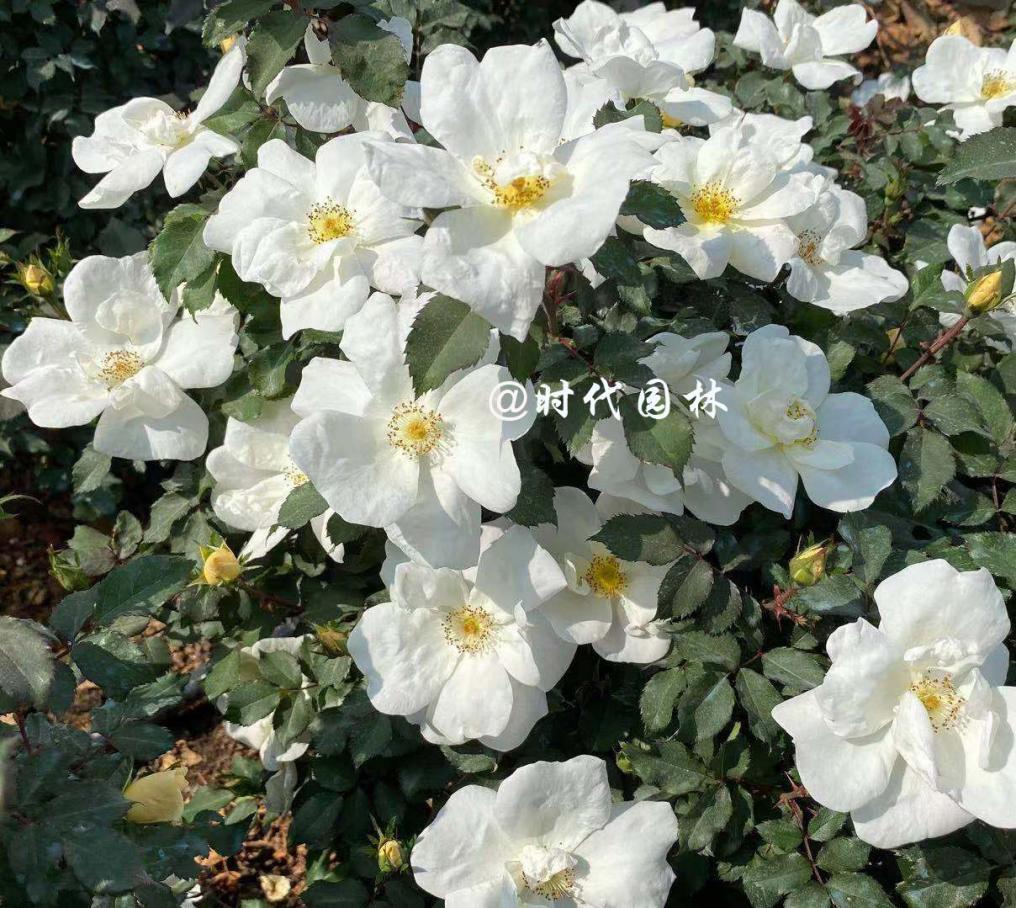 哪些品种的月季耐寒适合阳台栽种,南方最值得种好养的月季