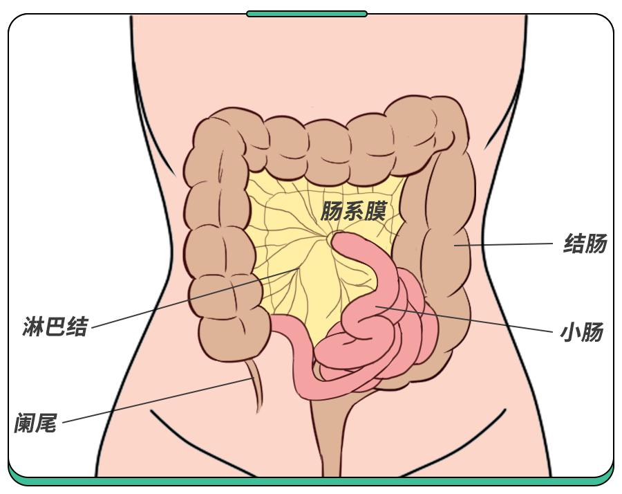 孩子肚子疼是脾胃的事吗,孩子肚子疼是因为着凉了吗