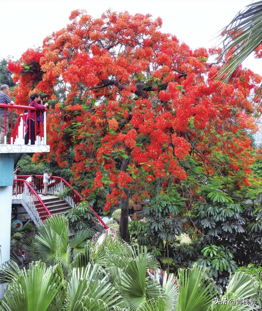 独家揭秘南国花城夏季四季惊艳