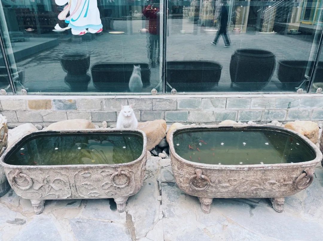 猫掉缸里怎么办,猫咪老是掉缸怎么办