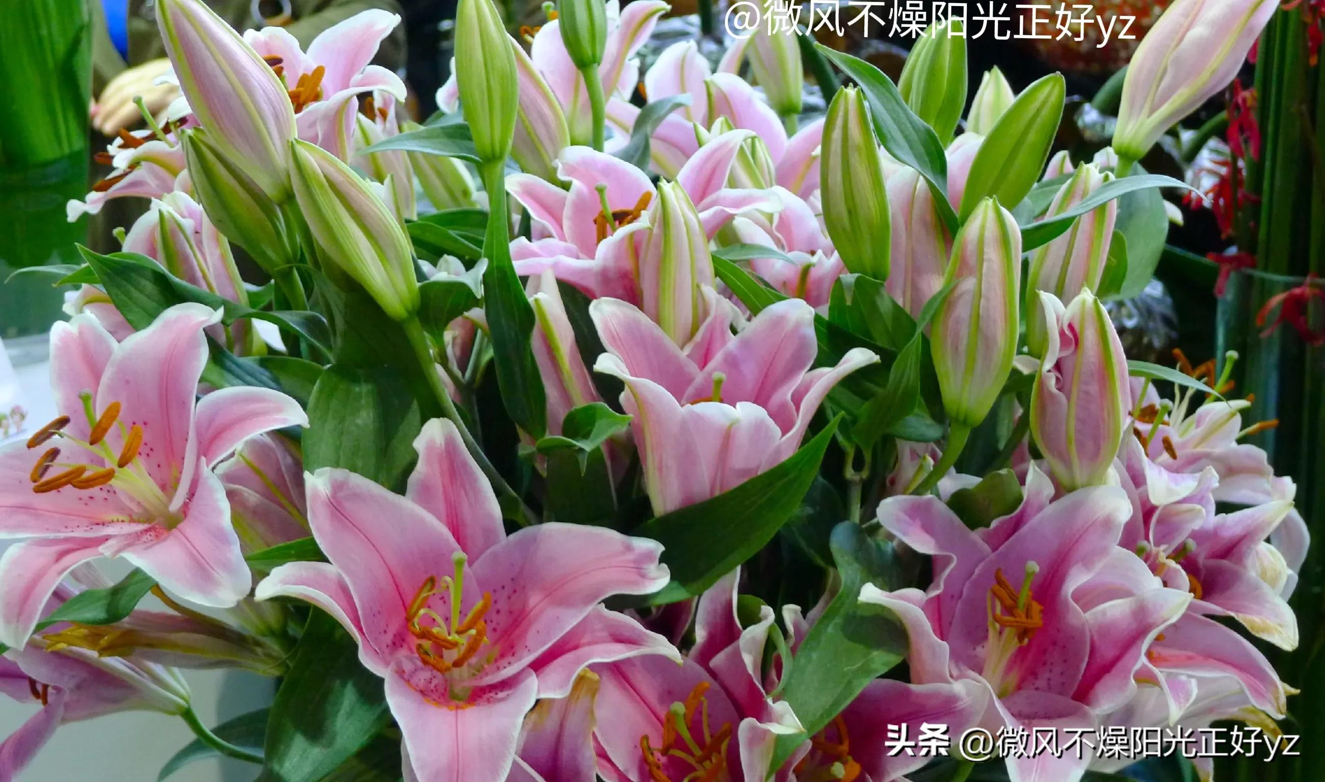 好看的百合花散发出淡淡的清香,漂亮的不同颜色的百合花