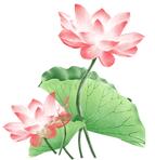 2021曹县荷花节,曹县荷花节开幕现场直播