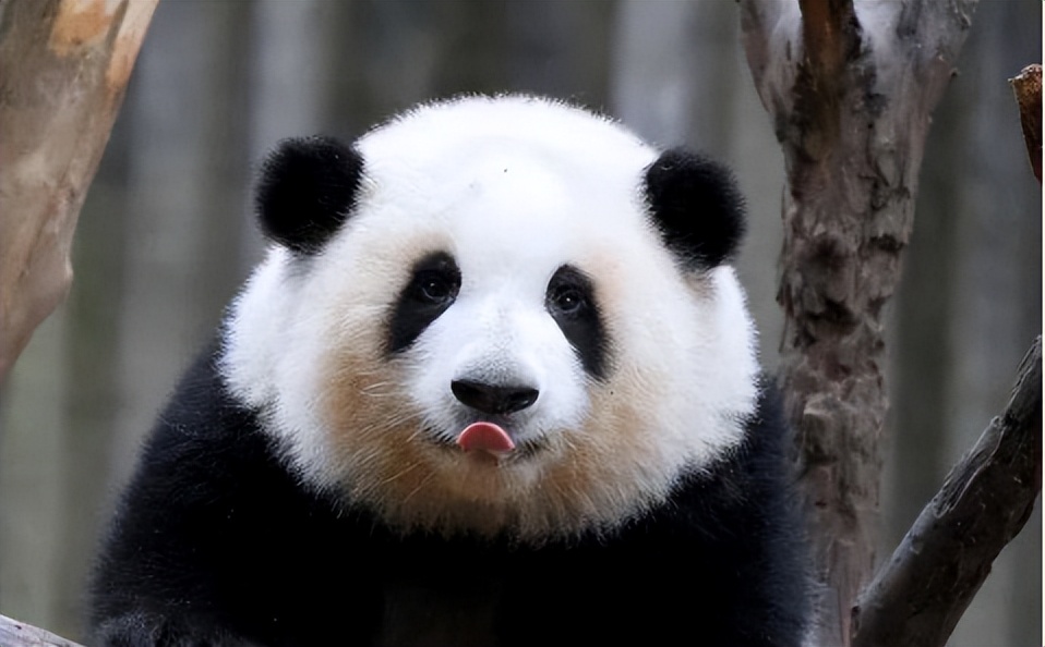 中国十大顶流女明星,顶流女明星穿越电视剧