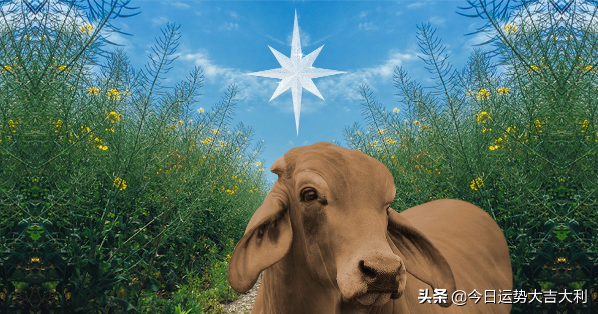 12星座2021年12月份的星座运势,2023年12星座哪种运气最强