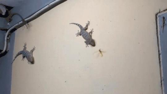 家里进了壁虎可以不理吗,家有壁虎需要留住吗