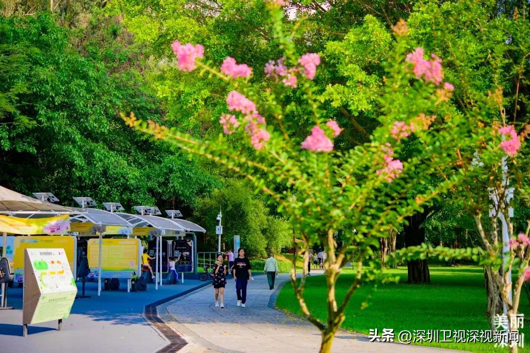 寻找深圳“夏紫薇”，邂逅全城盛开的浪漫