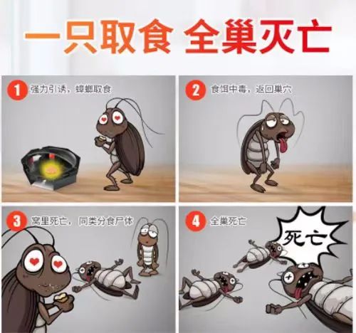 哪种动物吃蟑螂最好,蟑螂最怕的克星是什么动物