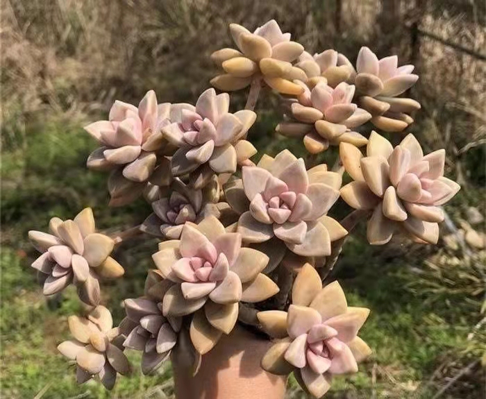 南方最好养的多肉法师品种,适合南方养的多肉有哪些