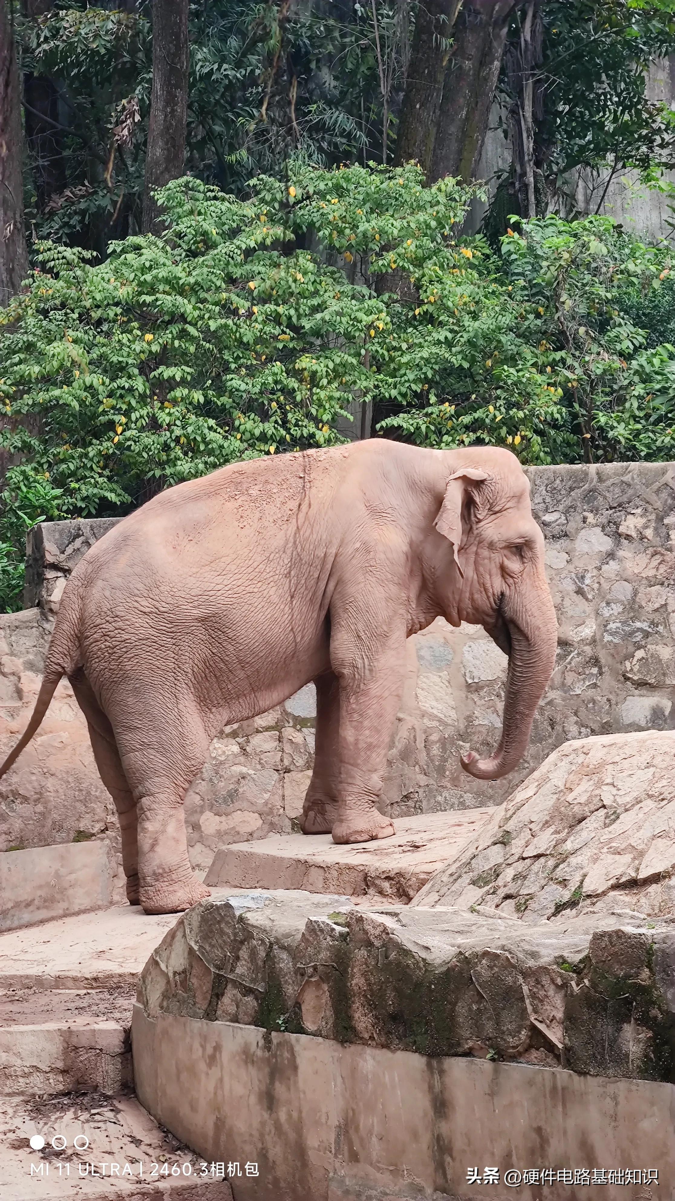 五一广州动物园人挤人的一天,广州动物园有序开放