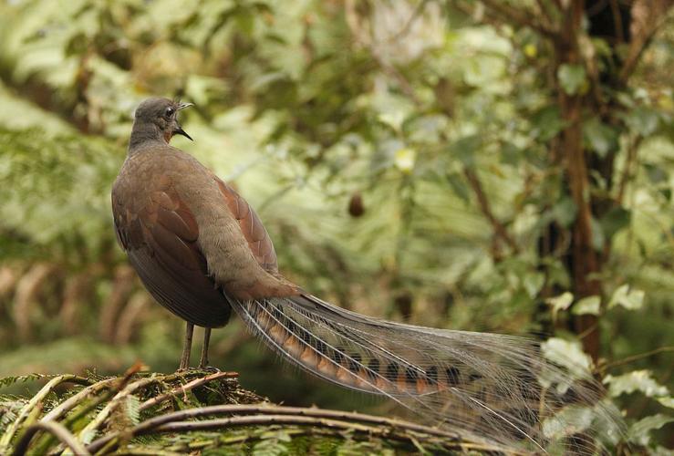 世界上最大的华丽琴鸟,天堂的使者