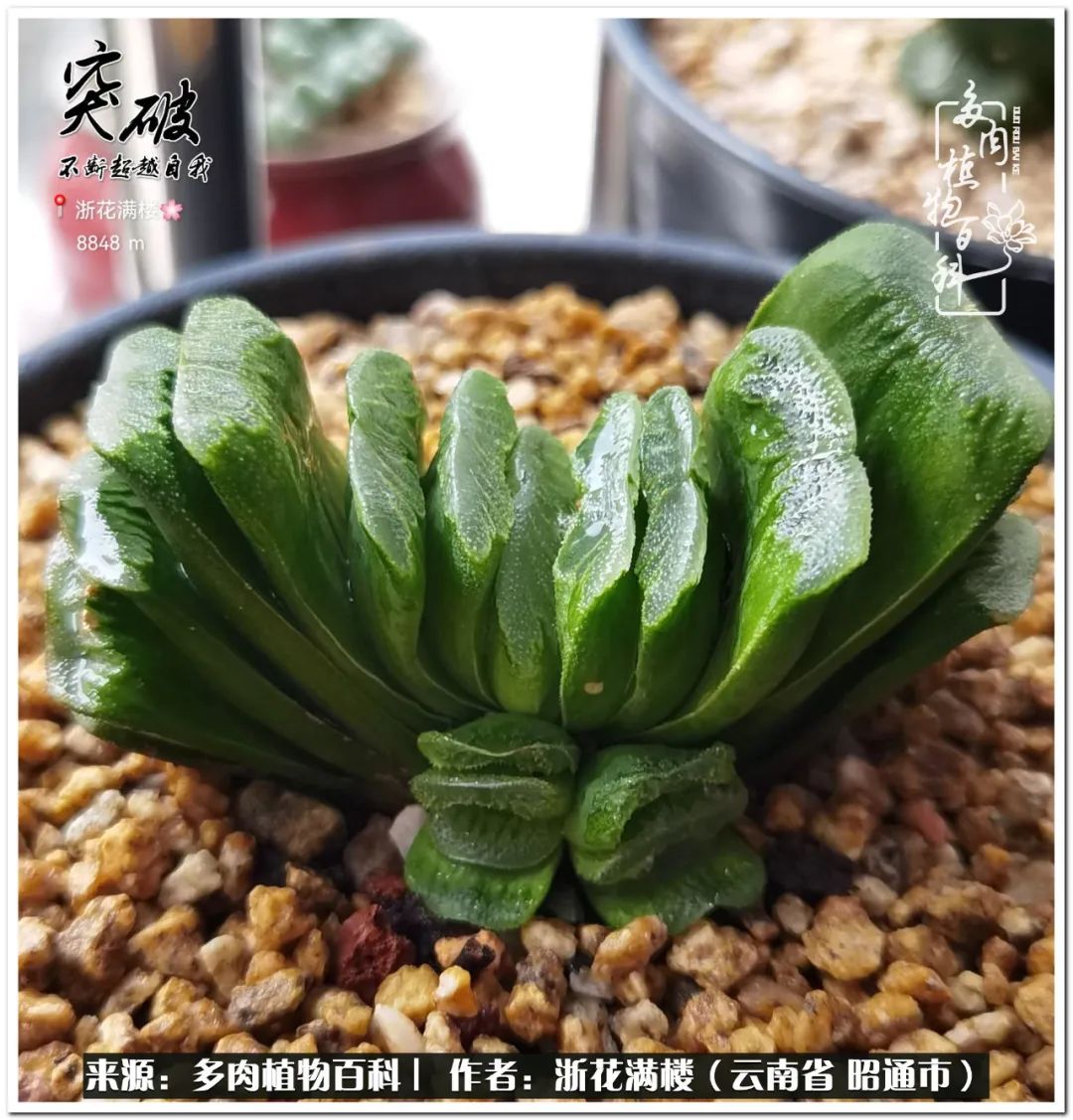 奔跑吧跑步,奔跑吧多肉盆栽