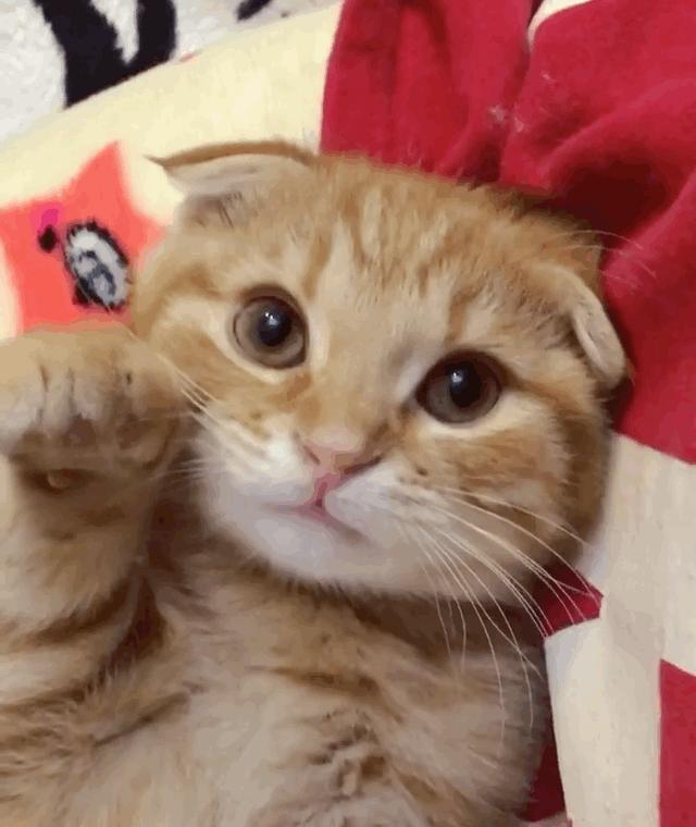 橘猫为什么一直粘着你,橘猫喜欢主人有哪几种表现