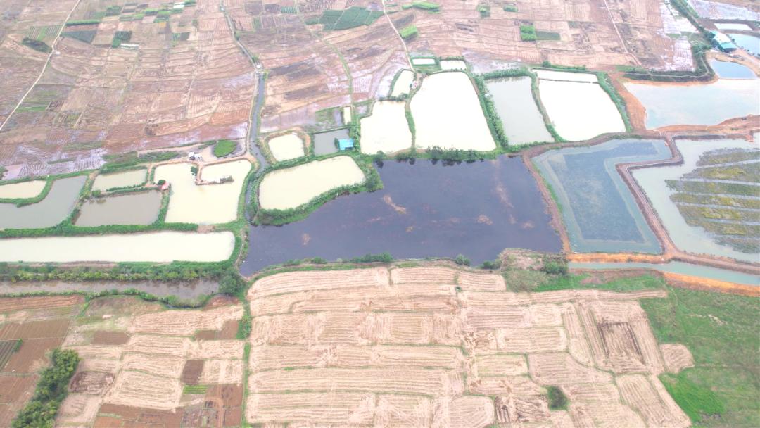 三农洞察小龙虾养殖,2022小龙虾养殖业形势预判