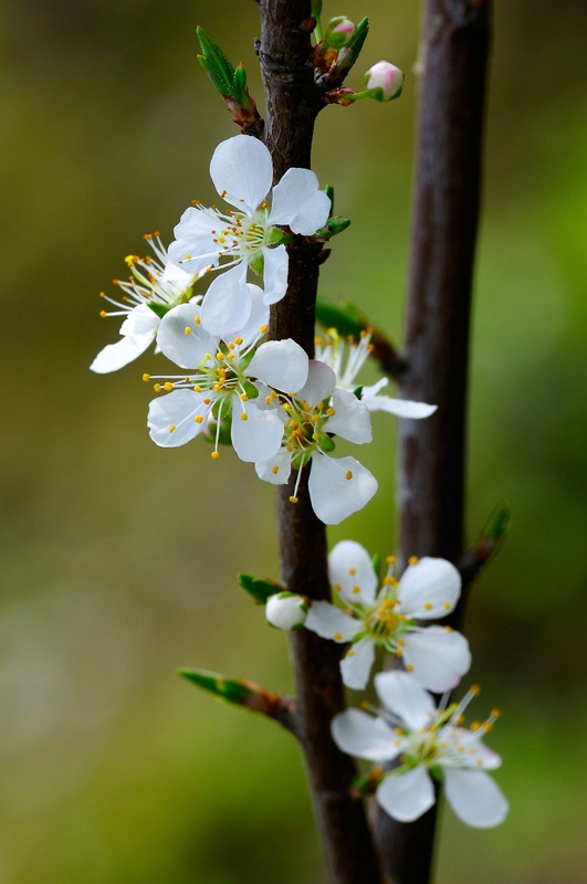 视觉盛宴五种赏花名花供您选择,春天十种最美的花介绍
