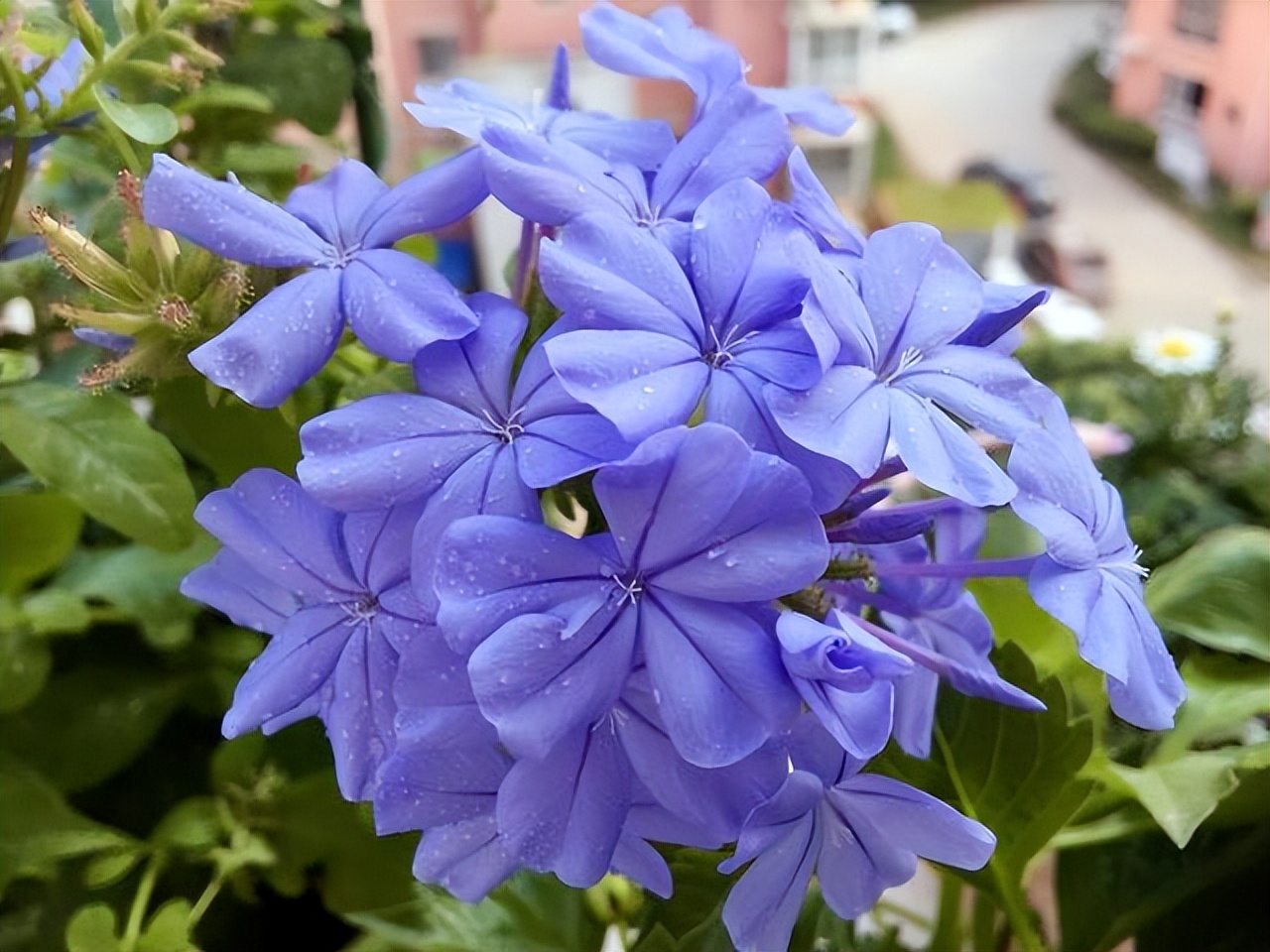养水牛种什么草最好养,高温下雨后养兰花