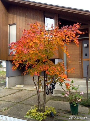 庭院中种什么树最好,庭院栽什么树最旺宅