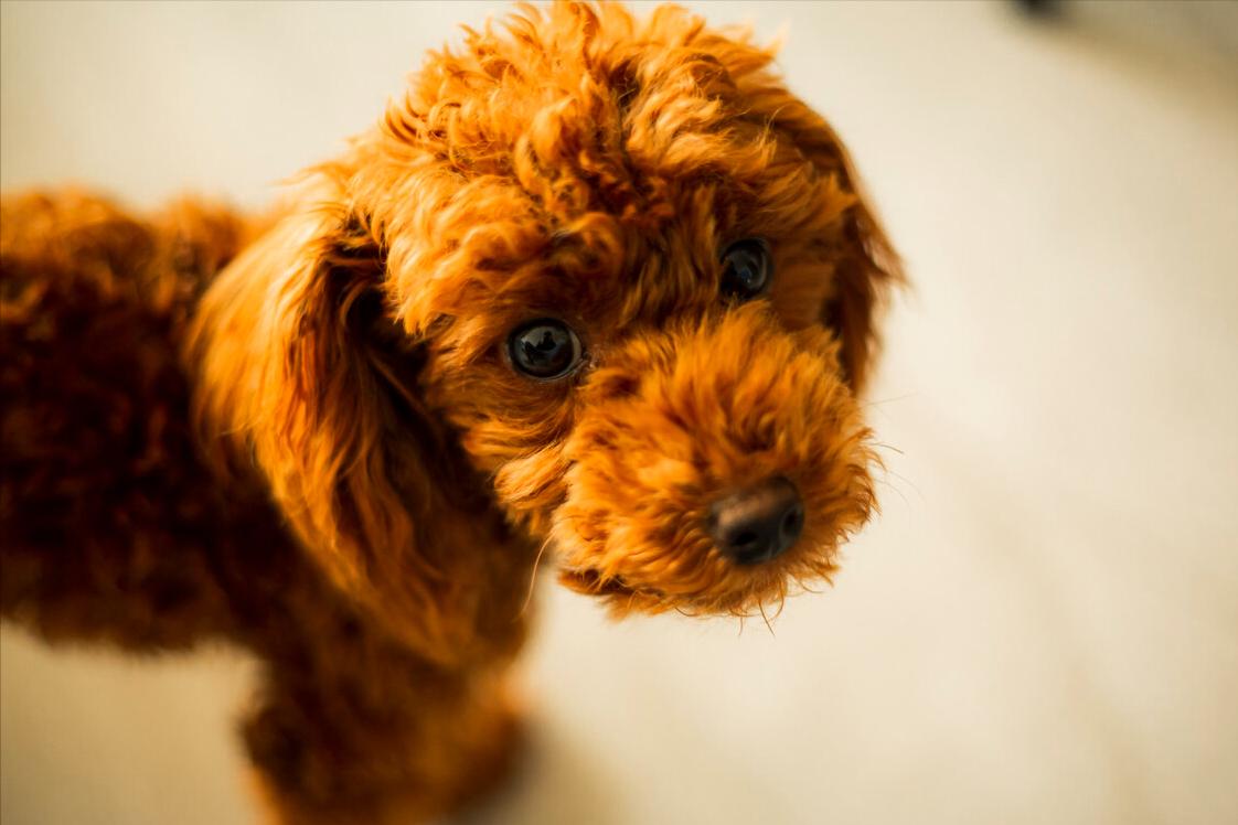 2个月泰迪怎么养,养泰迪一个月多少钱