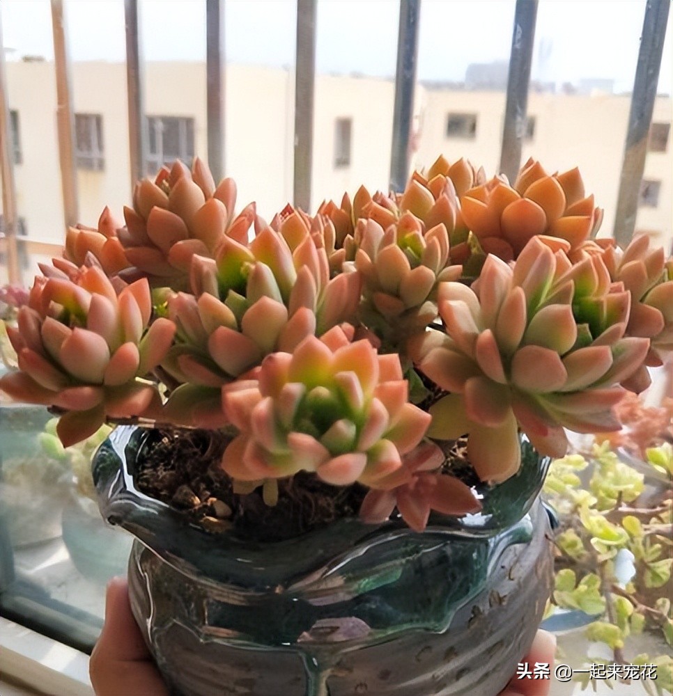 马库斯多肉夏天怎么上盆,多肉马库斯小老桩