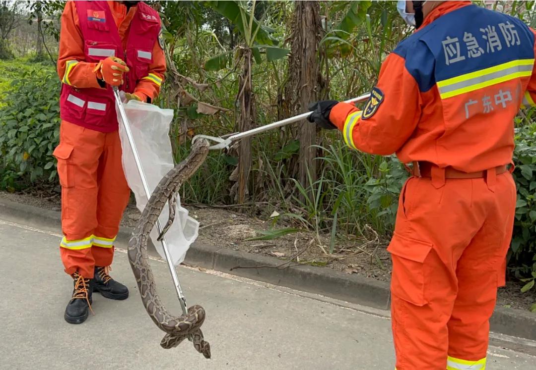 树林惊现巨大蟒蛇晒太阳,大蟒蛇晒太阳真实视频