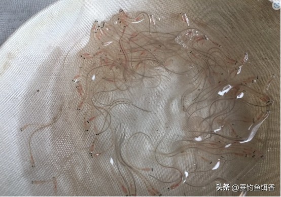 渔民捕捞2000公斤黄鱼卖957万,渔民获2.75公斤野生黄鱼