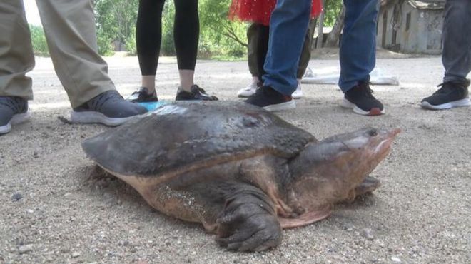 佛罗里达鳖为什么就破坏了生态,佛罗里达鳖是云南入侵物种吗