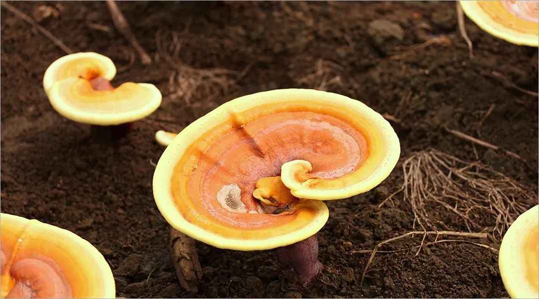 灵芝孢子粉到底是养生好物,灵芝孢子粉是毒药还是保健品呢