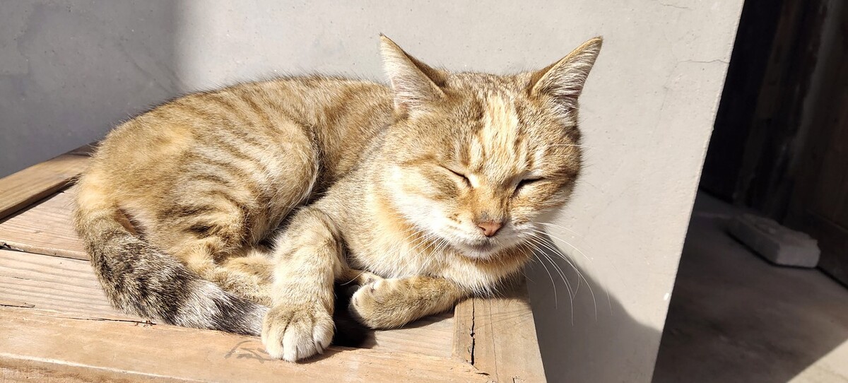 宠物猫养什么品种好,宠物猫什么品种好养又便宜