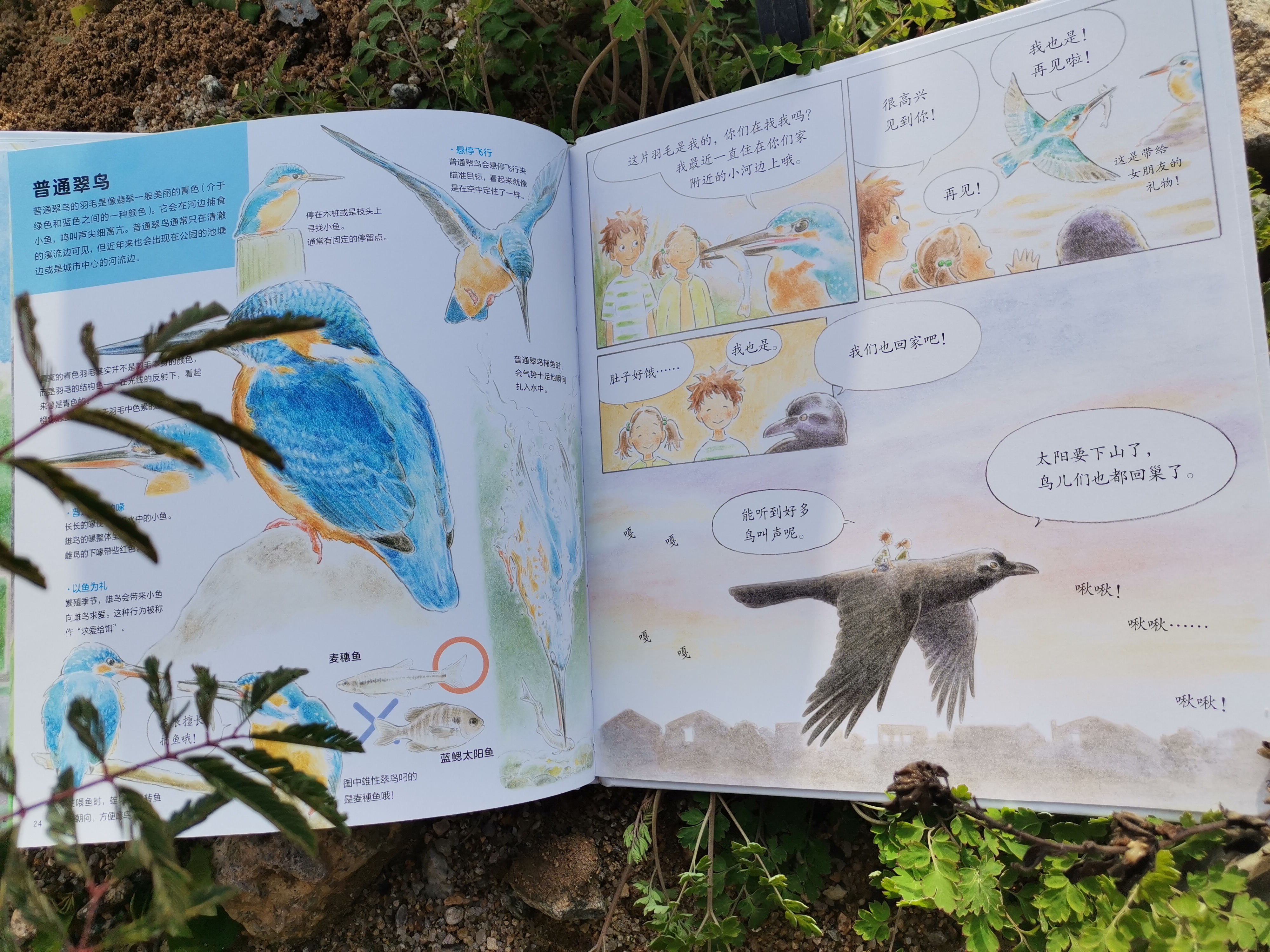 青色的羽毛黄肚皮的鸟,青色的羽毛