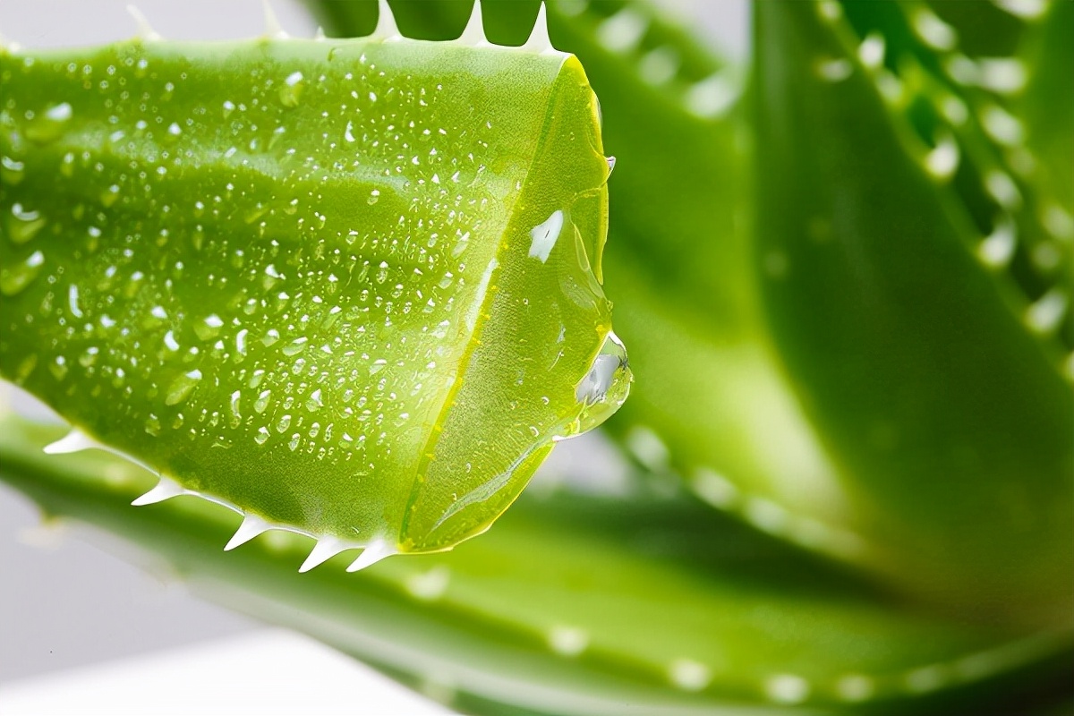 喜欢养花的人更养人,喜欢养花的能不能养猫