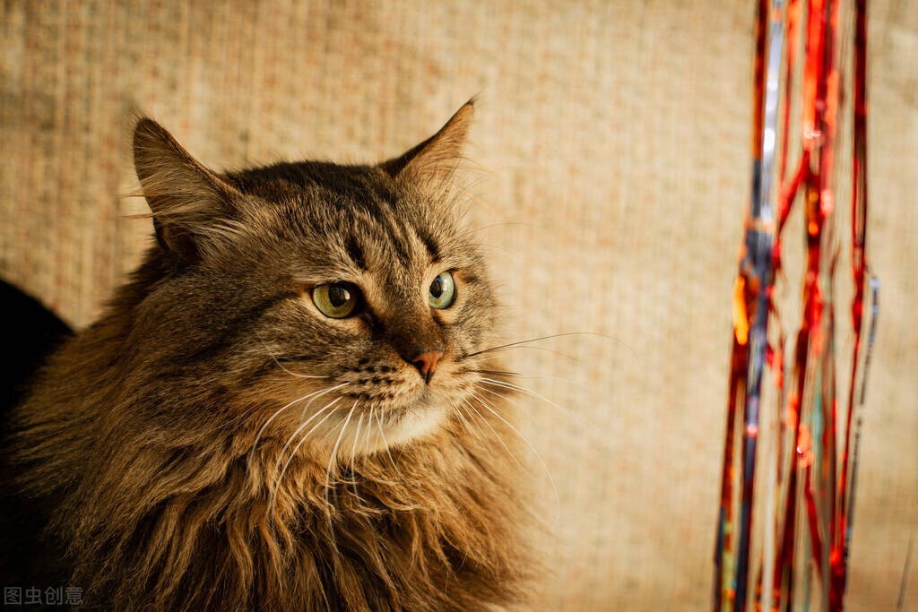 猫毛吸入肺部有什么危害,猫毛吸多了肺会怎样