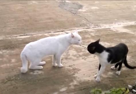 两只猫打架引众猫围观,两只猫打架一只翻肚皮