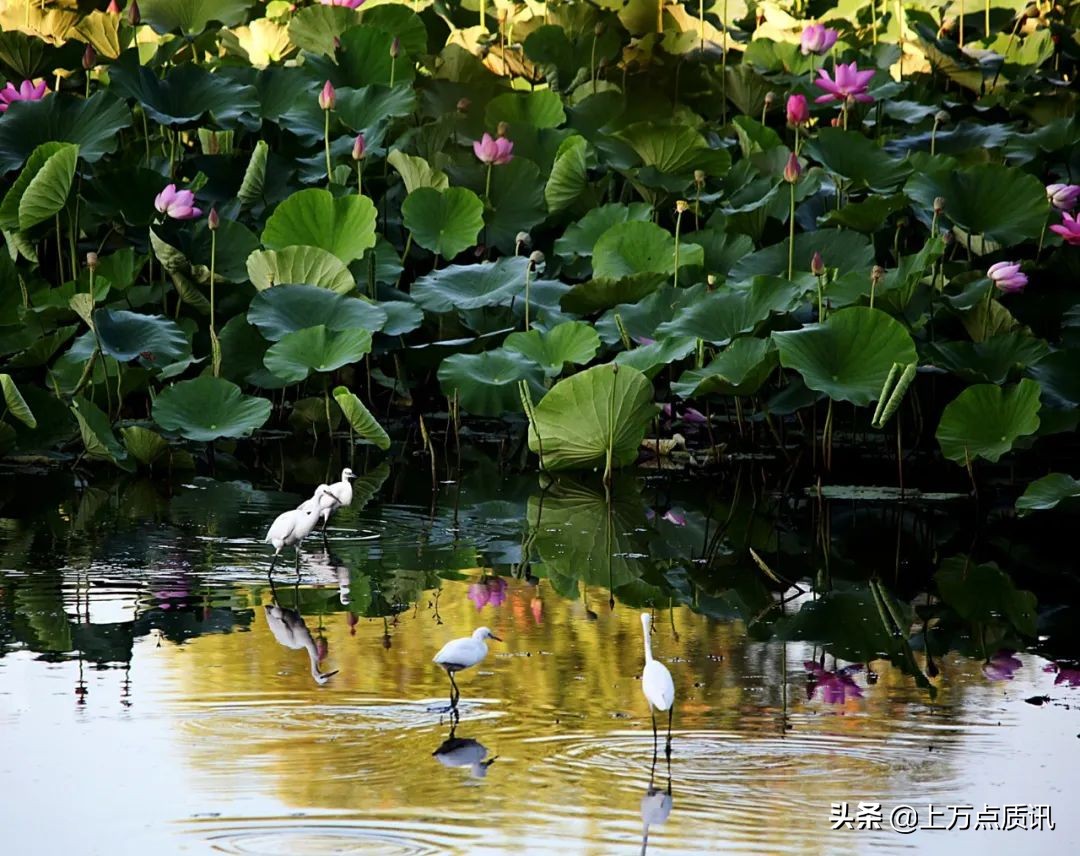 济宁微山湖旅游景区攻略一日游,济宁微山湖旅游区排名