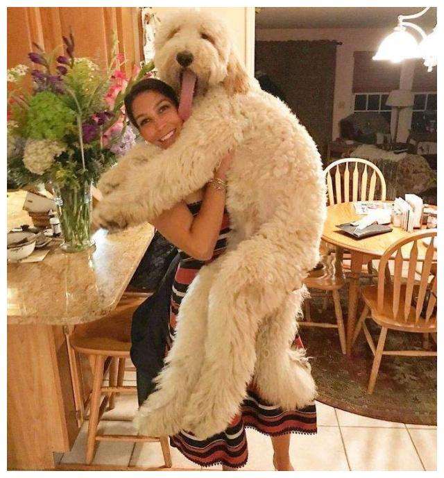 这些狗看上去高大威猛，实际上就是“胆小鬼”