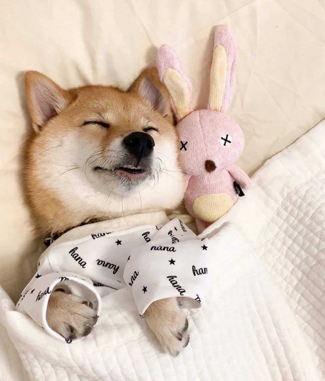 狗狗睡觉时抽搐是什么原因,为啥狗狗睡觉一直哼唧抖动