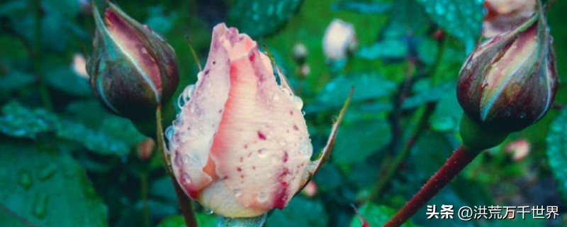 玫瑰花苞开不了怎么回事,月季玫瑰怎么养才能开更多花苞