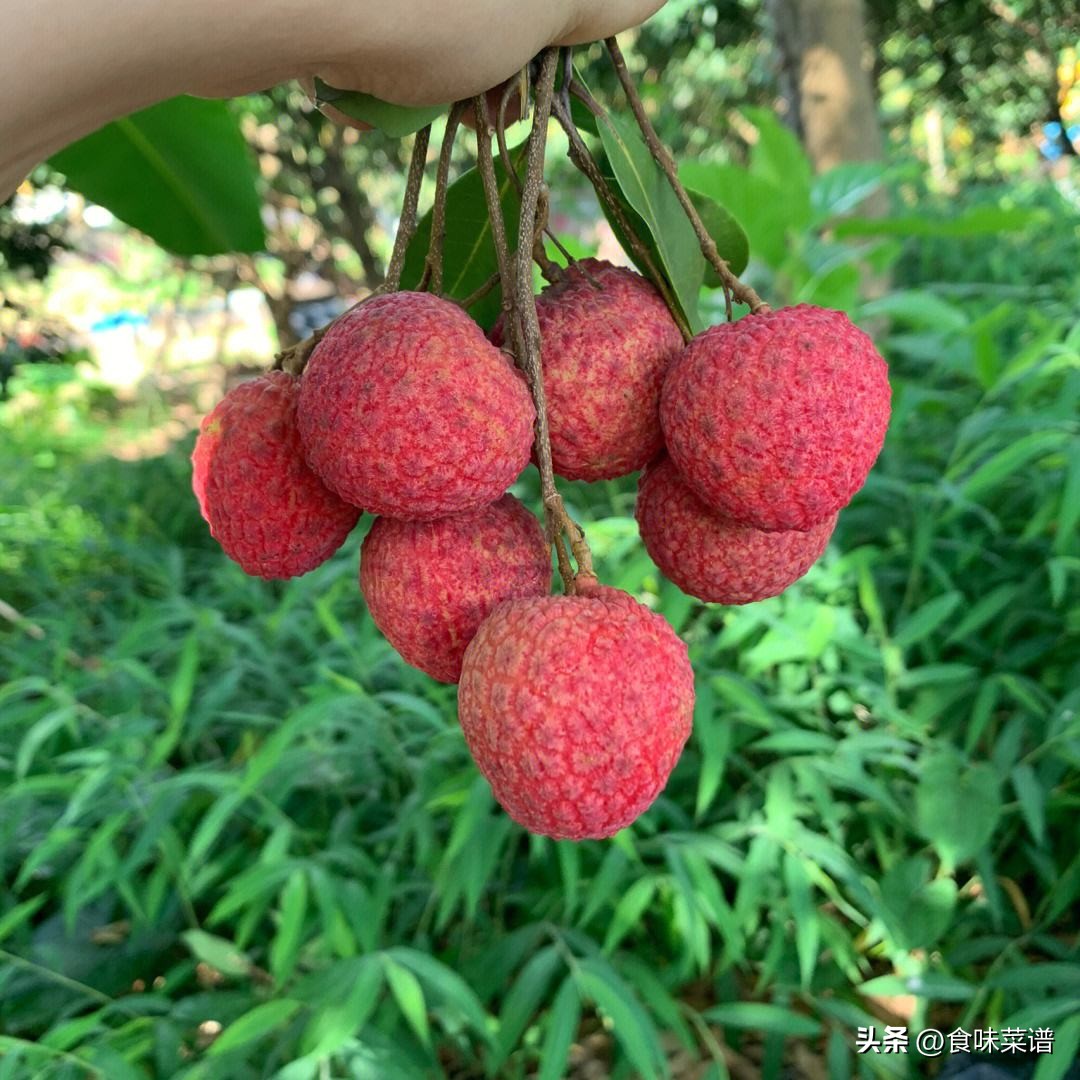 妃子笑是荔枝最好吃的品种吗,妃子笑荔枝有几种品种