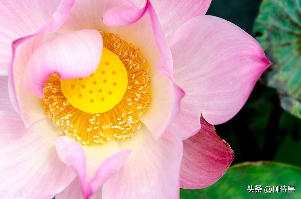 如何拍荷花才不俗,拍摄荷花忌讳