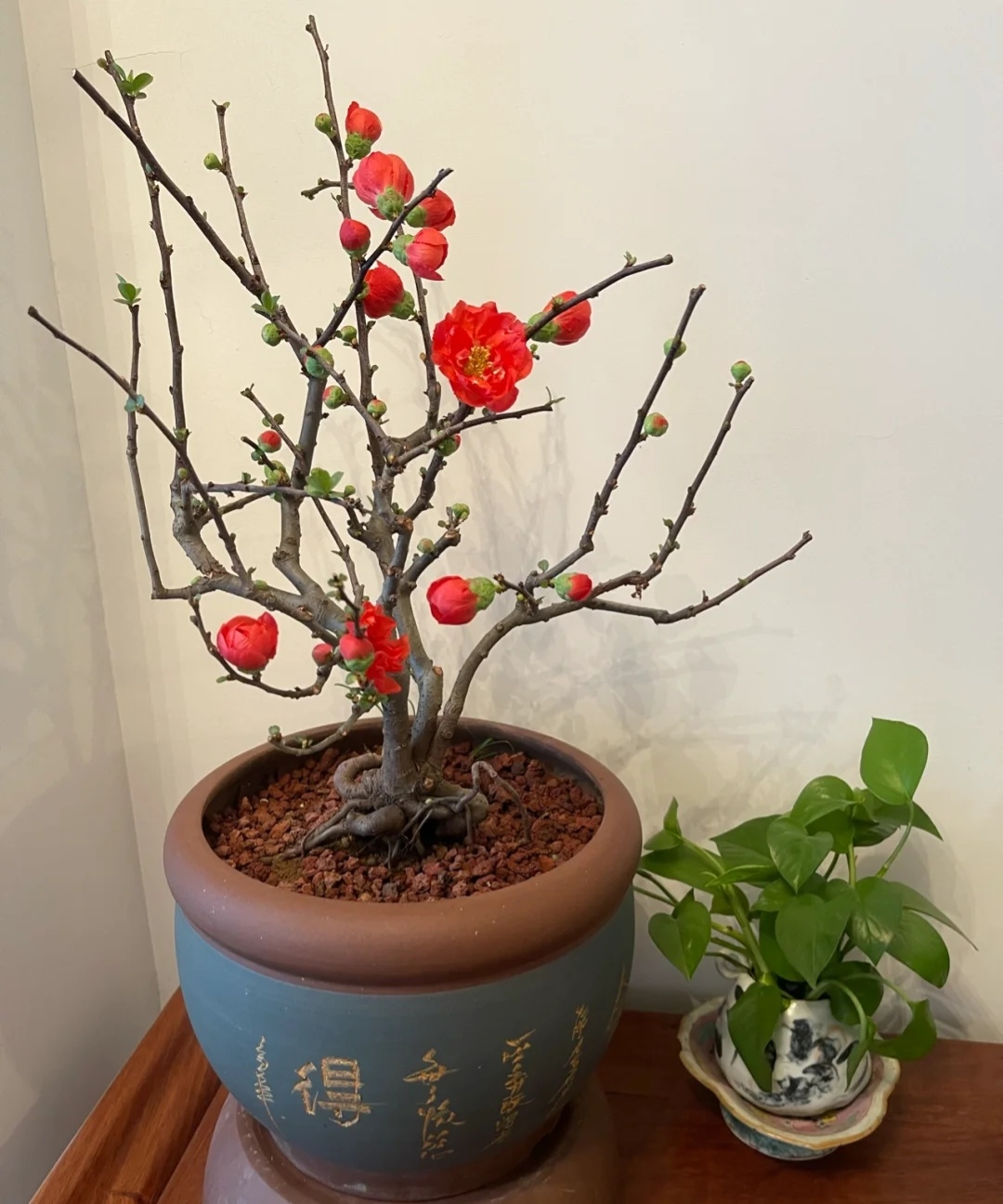 家庭客厅养什么花好看又旺财,客厅最吉祥的三种花