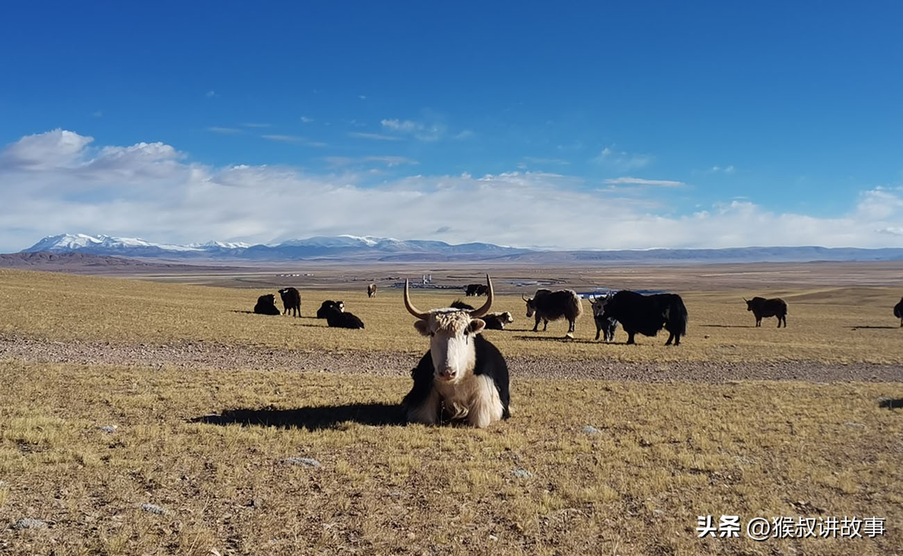 是尼玛,我是尼玛
